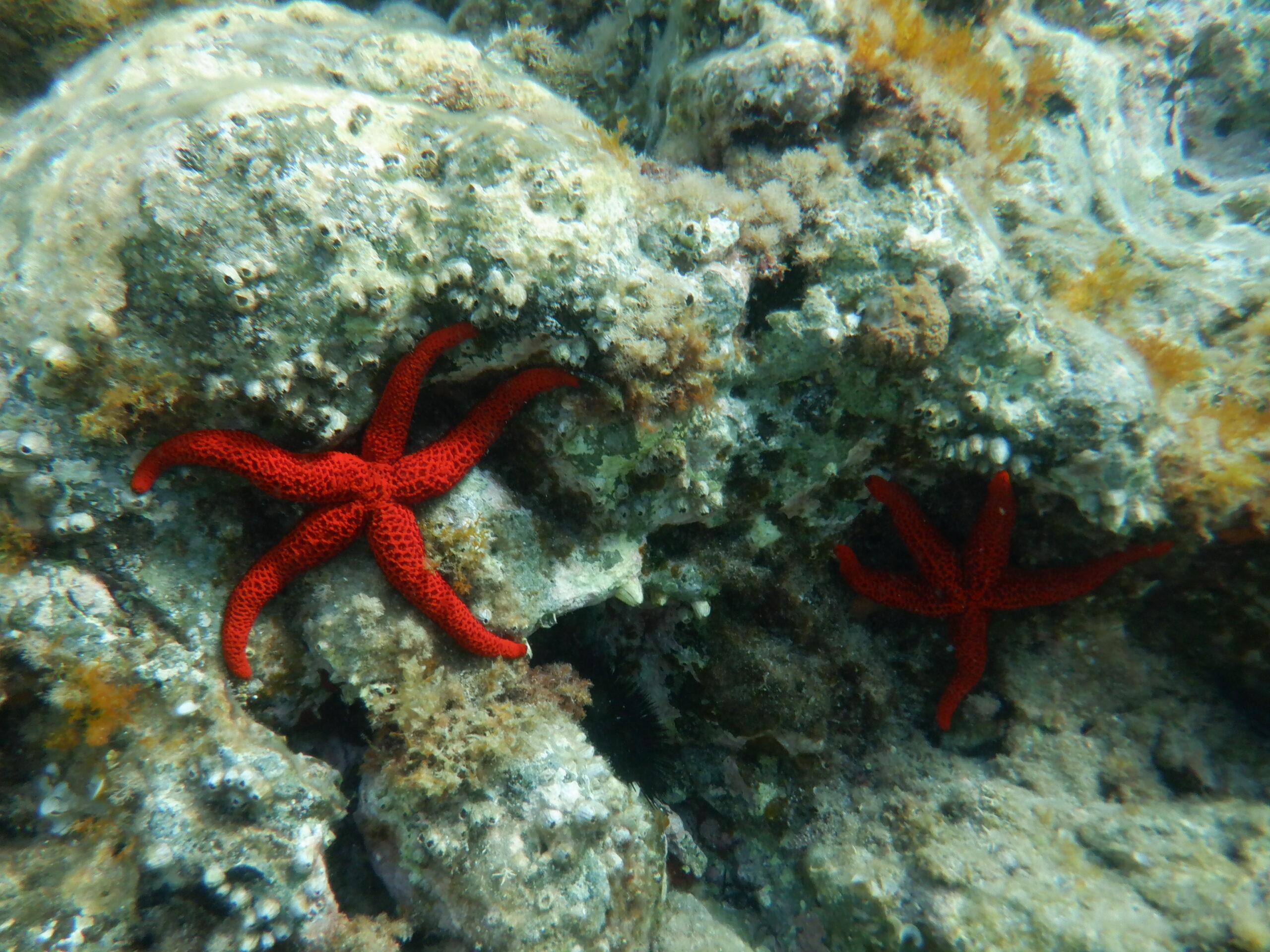 Snorkeling and kayaking in San Jose, Almeria